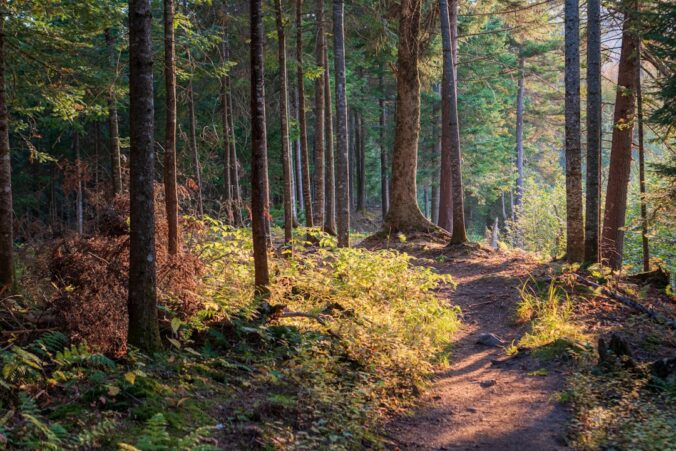 Photo of a forest trail